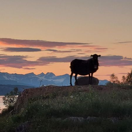 Villmarksgard Tommerstue Hattfjelldal Esterno foto